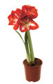 Amaryllis 12 cm